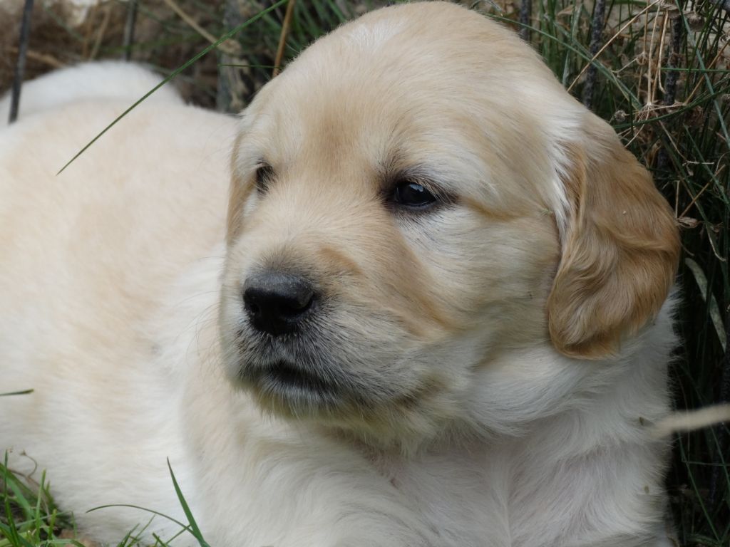 CHIOT - Golden Retriever