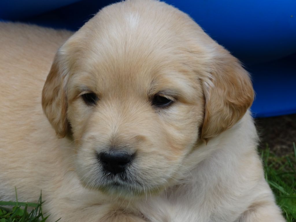 Elevage Du Haut De Crecy Eleveur De Golden Retriever Situe A La Haute Maison Dans Le Departement 77 Seine Et Marne En France