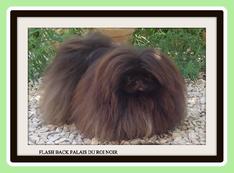 Flash back du Palais du Roi Noir - 1 EXE C.A.C.S / C.A.C.I.B / BOB (Meilleur De Race)