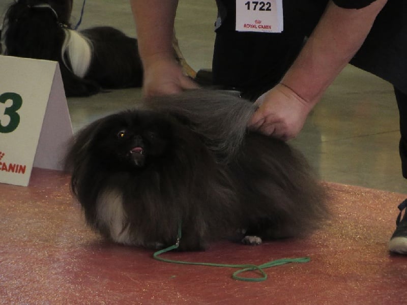 Flash back du Palais du Roi Noir - CACS / CACIB /BOB MEILLEUR DE RACE