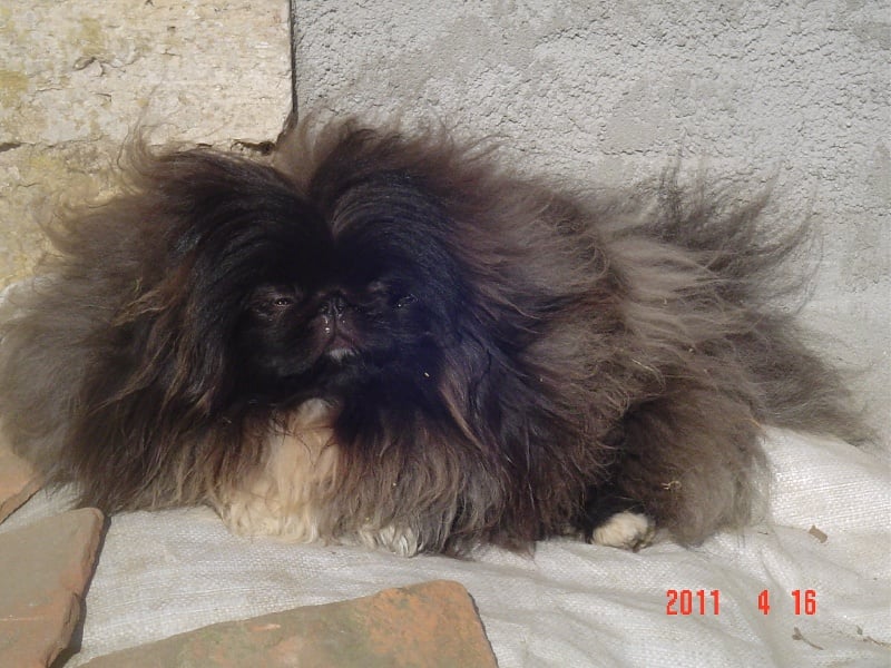 Flash back du Palais du Roi Noir - CACS/BOB.