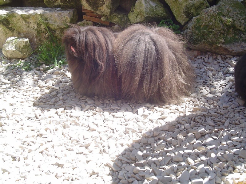 Flash back du Palais du Roi Noir - 1ER EXE C.A.C.S / B.O.B / MEILLEUR DE RACE