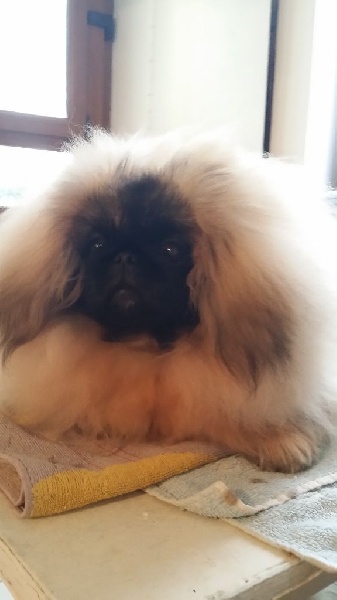 Vannjty Jungle queen - 2ème EXELLENT CLASSE JEUNE FEMELLE +4kg