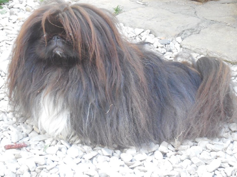 Flash back du Palais du Roi Noir - 3 EME EXELLENT CLASSE OUVERTE MÂLE +4KG (VICE CHAMPION DE FRANCE 2012)