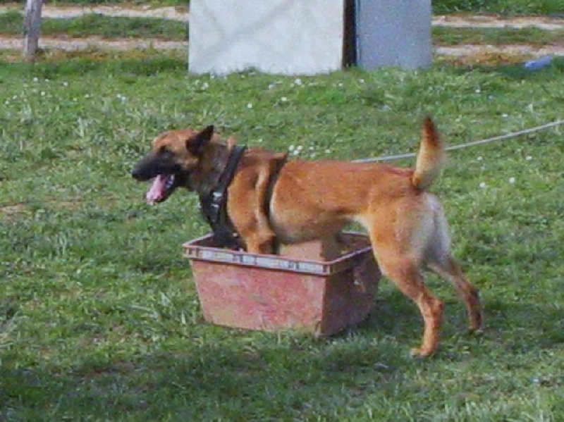 Areck (dit andy) des Loups d'Agar - RING I