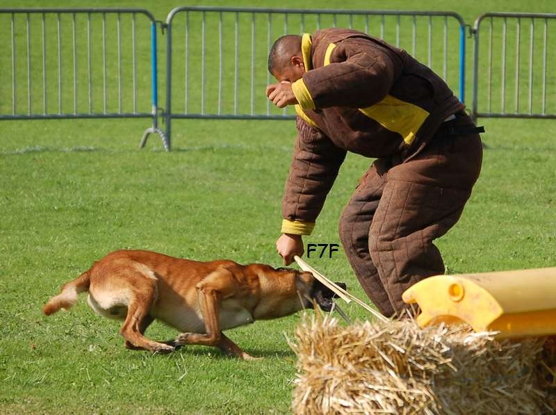 Areck (dit andy) des Loups d'Agar - Mondioring III