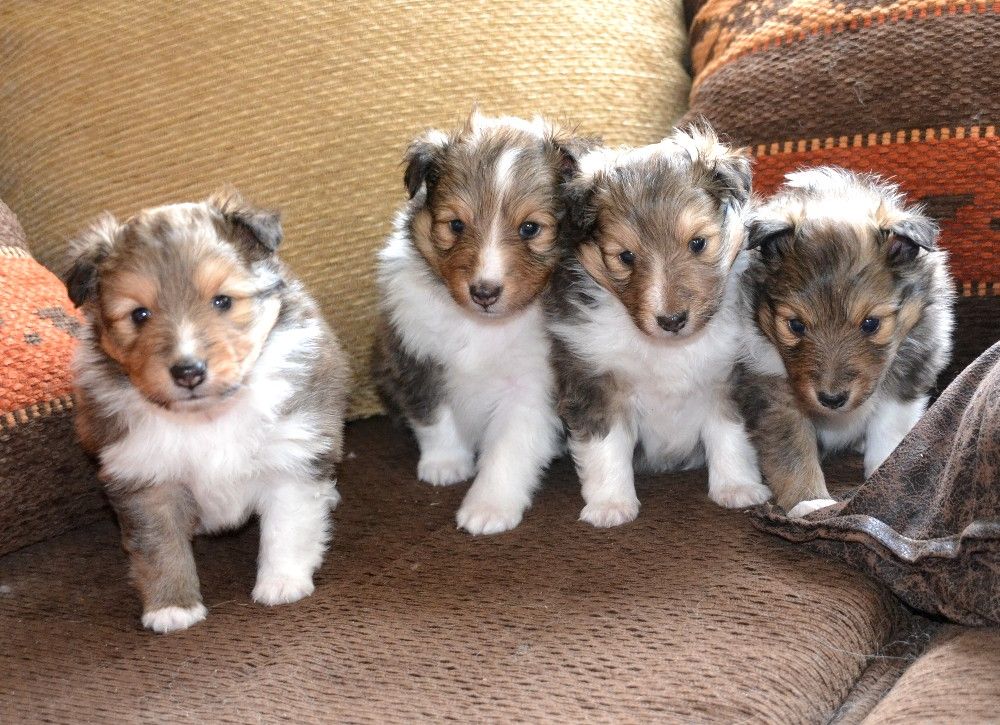 Jessy blonde De chiroulet