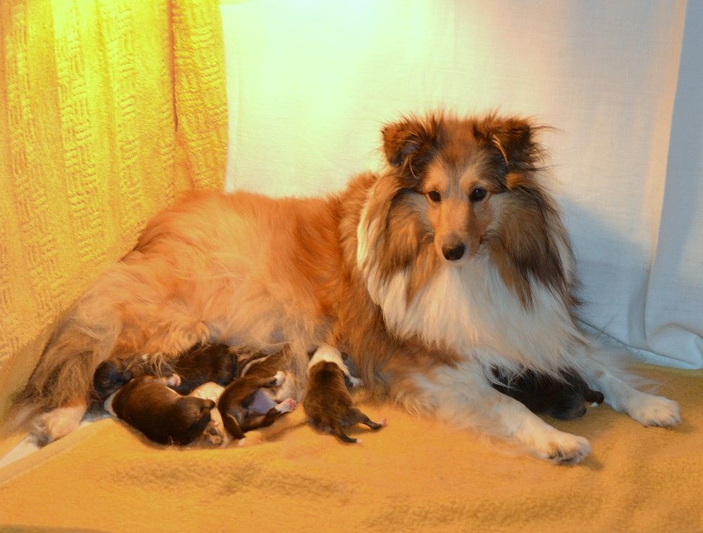 Jessy blonde De chiroulet