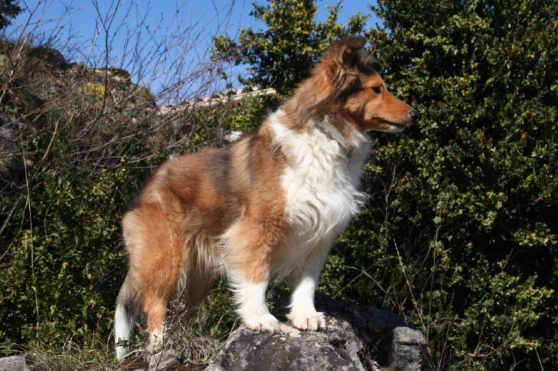 Jessy blonde De chiroulet