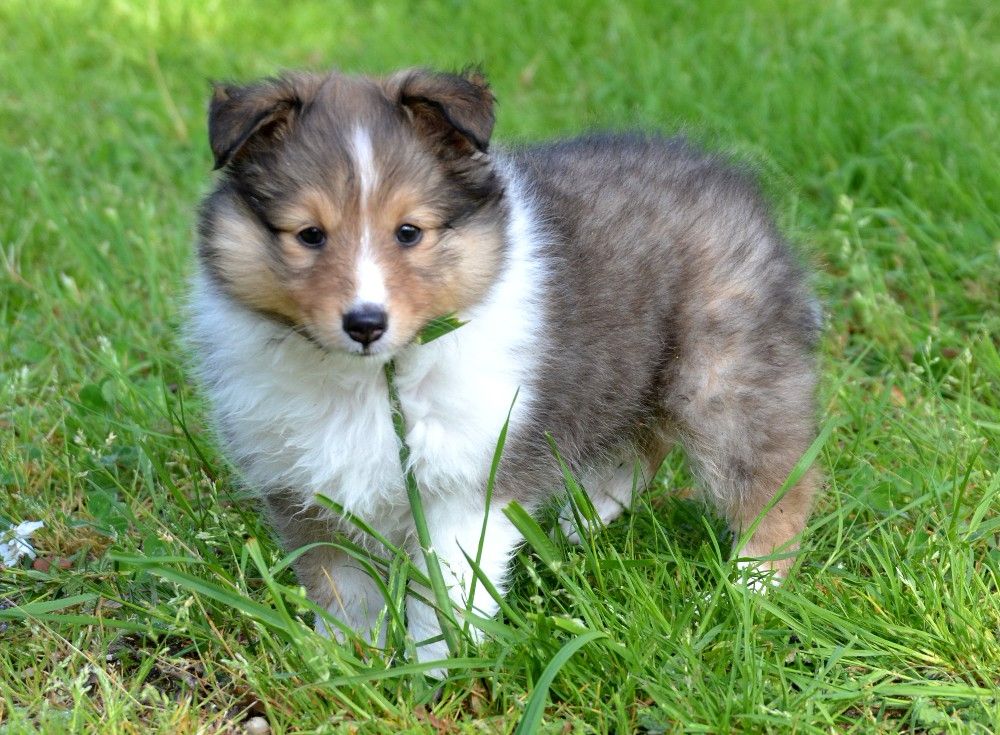 Jessy blonde De chiroulet