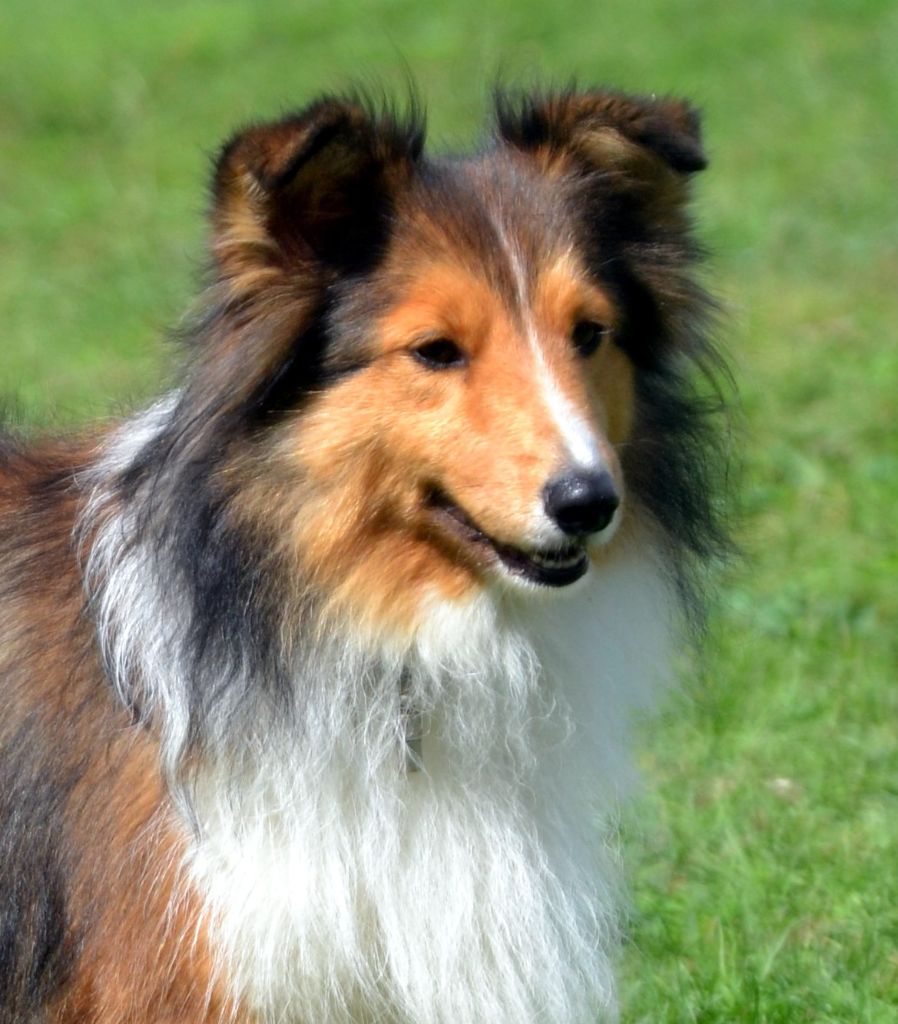 Jessy blonde De chiroulet