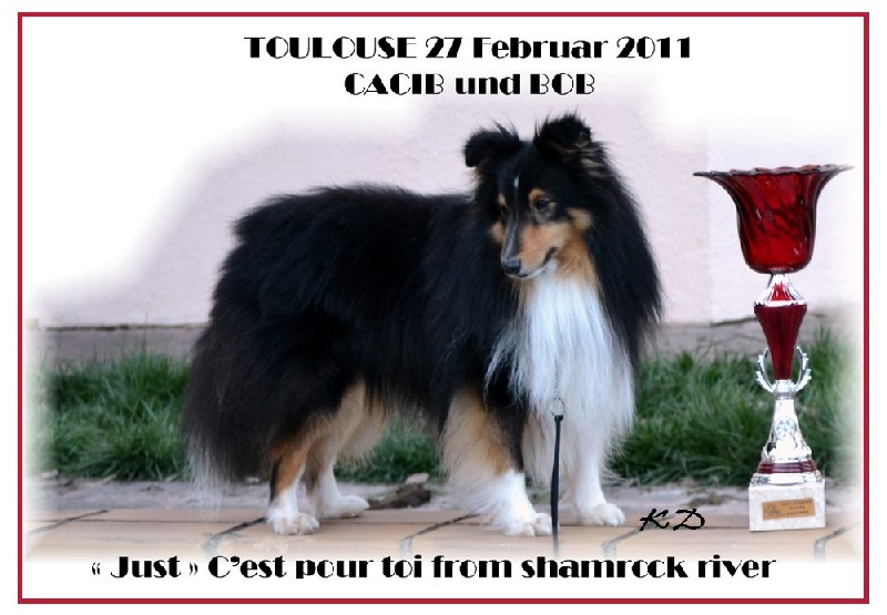 C'est pour toi from shamrock river - CACIB meilleur de race