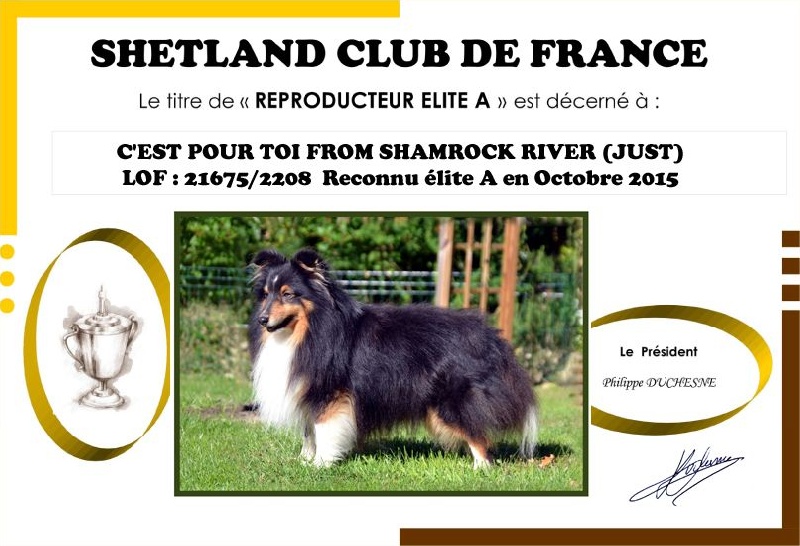 C'est pour toi from shamrock river - Reproducteur Elite A