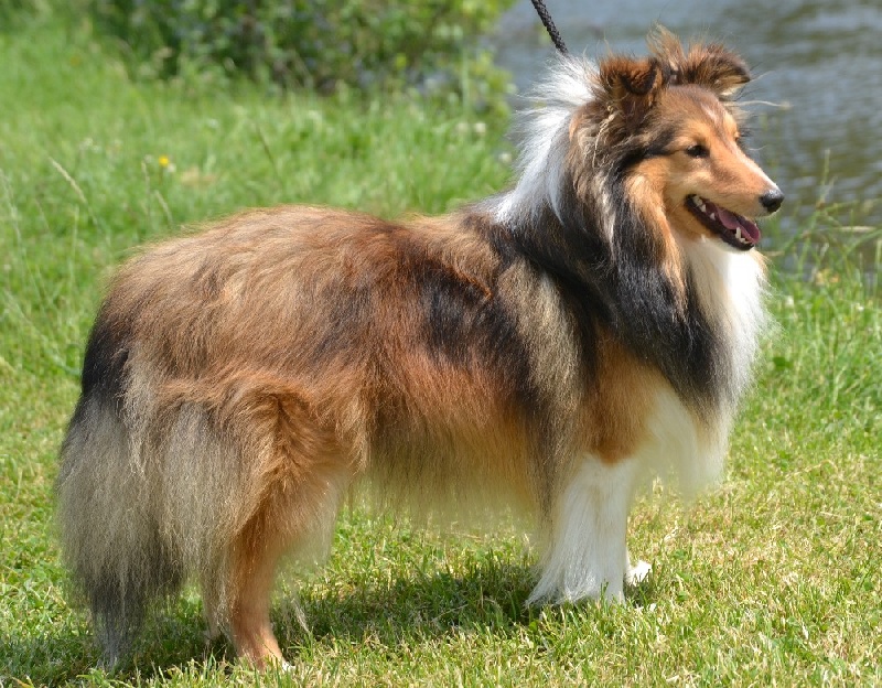 Flash blond De chiroulet - 5 ième excellent