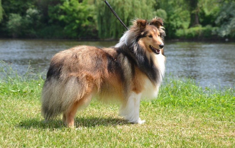 Flash blond De chiroulet - 2 excellent