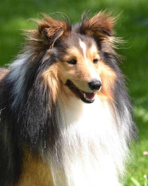 Fuji blond De chiroulet - RCACS