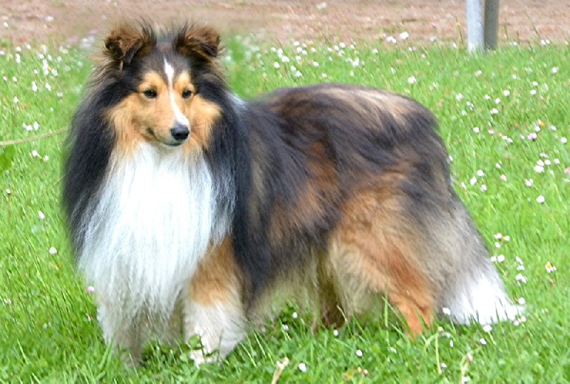 Fuji blond De chiroulet - classe ouverte : 3 ieme excellent