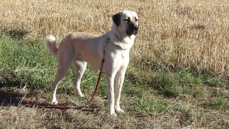 Publication : du Domaine de Sara Auteur : Jauneau Denis