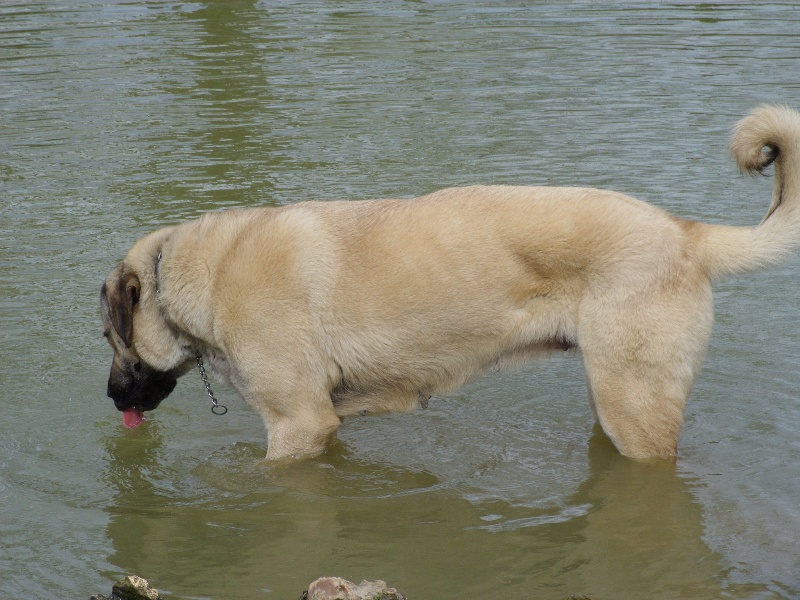 B'athena Titre Initial