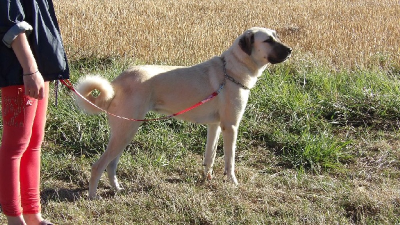 Publication : du Domaine de Sara Auteur : Jauneau Denis