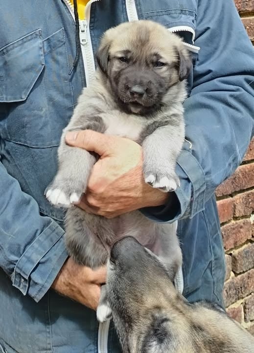 Brus-uria du Domaine de Sara - Berger Kangal