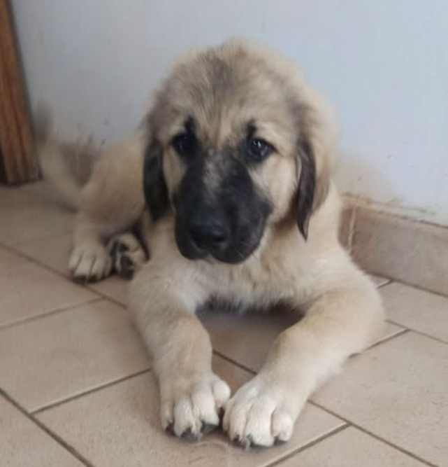 Byl-tania