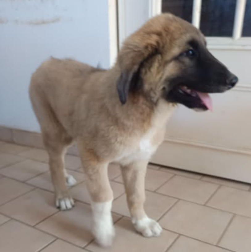 Bora-tania