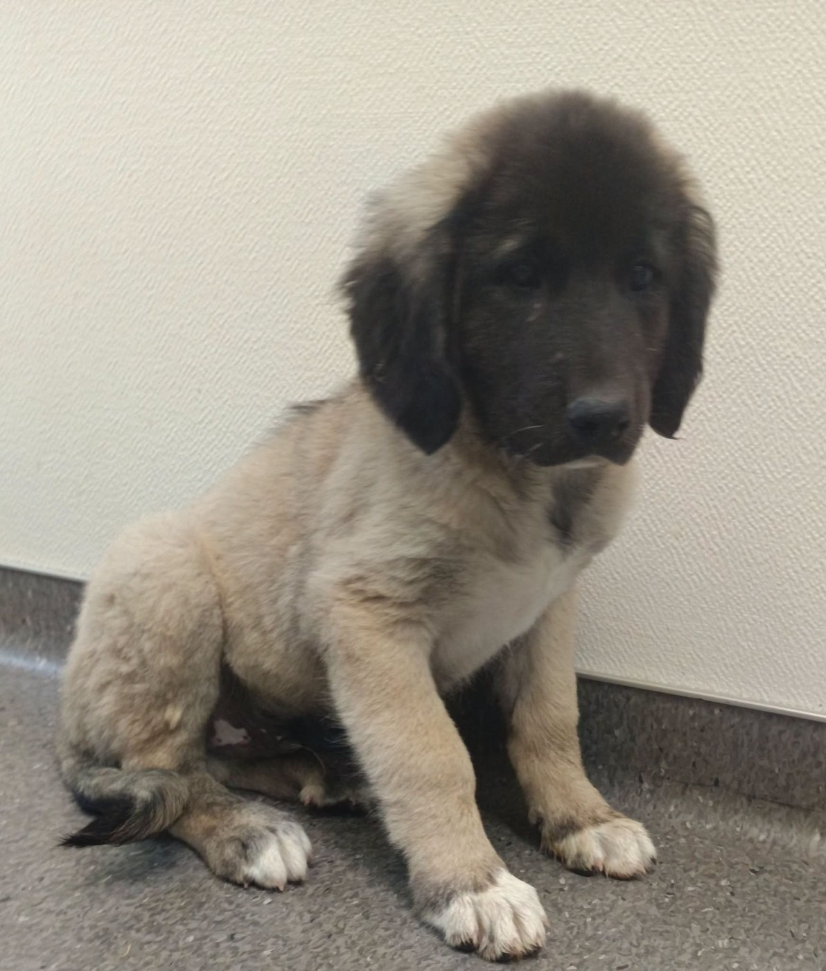 Bulle-tamia du Domaine de Sara - Berger Kangal