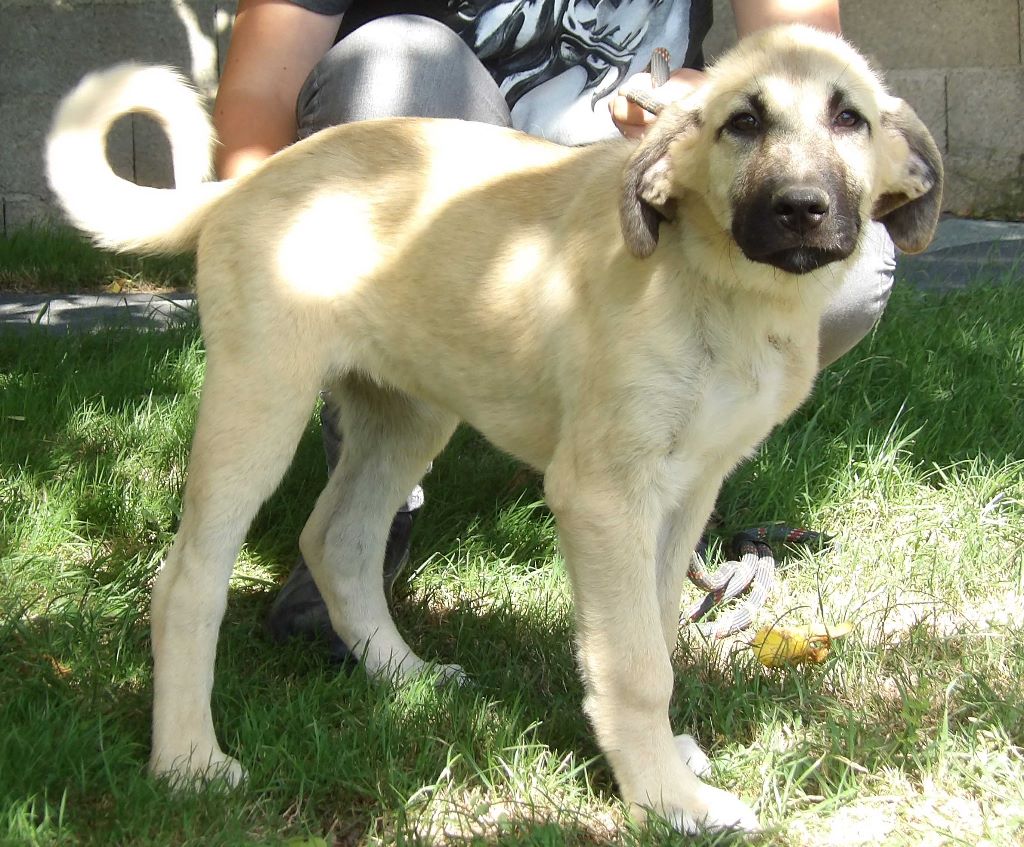 Chiot Berger Danatolie Ocellia Léa Du Domaine De Sara