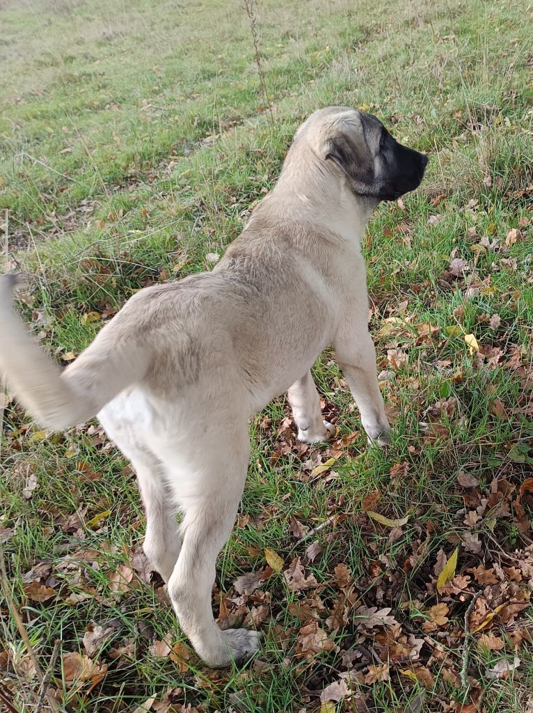 Avis-uria du Domaine de Sara