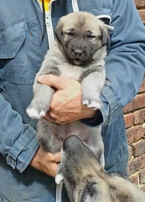 Les chiots de Berger Kangal