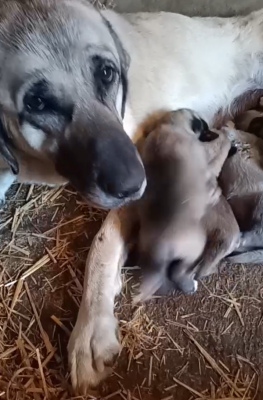 Les chiots de Berger Kangal