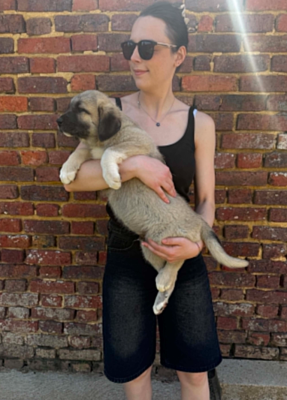 Les chiots de Berger Kangal