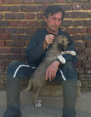 Les chiots de Berger Kangal