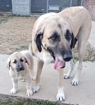 Les chiots de Berger Kangal