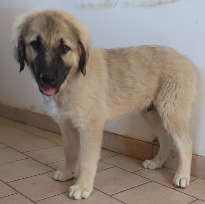 Les chiots de Berger Kangal