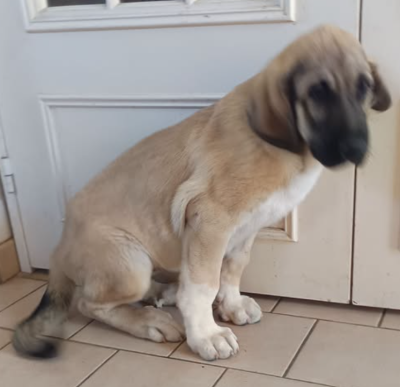 Les chiots de Berger Kangal
