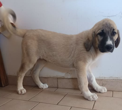 Les chiots de Berger Kangal