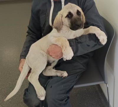 Les chiots de Berger Kangal
