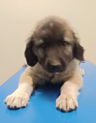 Les chiots de Berger Kangal
