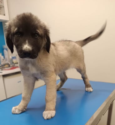 Les chiots de Berger Kangal