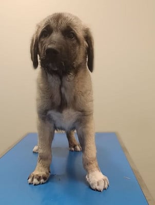 Les chiots de Berger Kangal