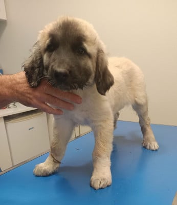 Les chiots de Berger Kangal