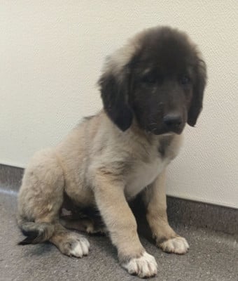 Les chiots de Berger Kangal