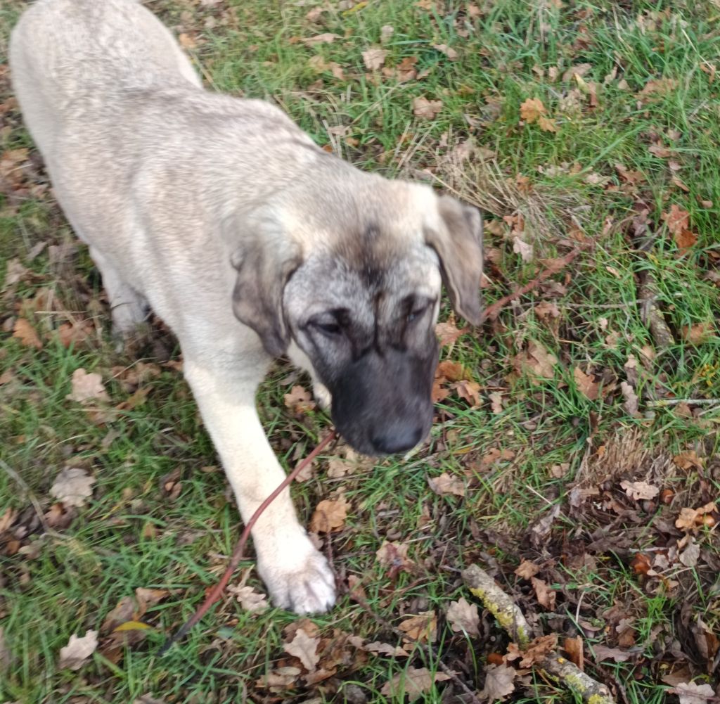 Avis-uria du Domaine de Sara