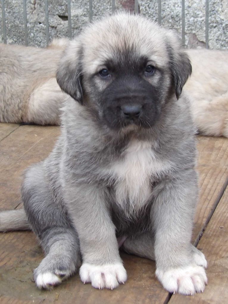 Accueil Elevage Du Domaine De Sara Eleveur De Chiens