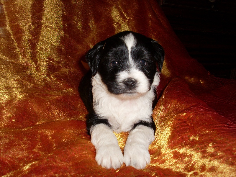 Freedom  flower de la Lande Sempau