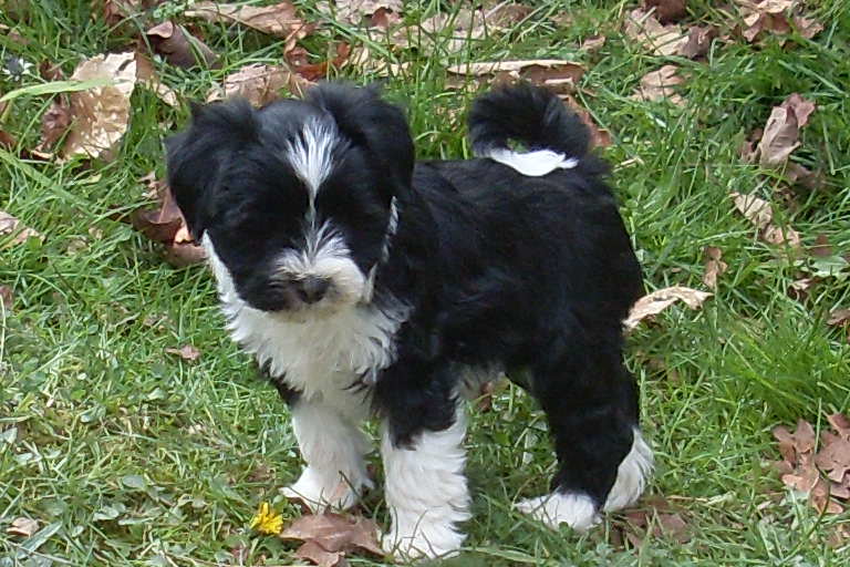 Freedom  flower de la Lande Sempau