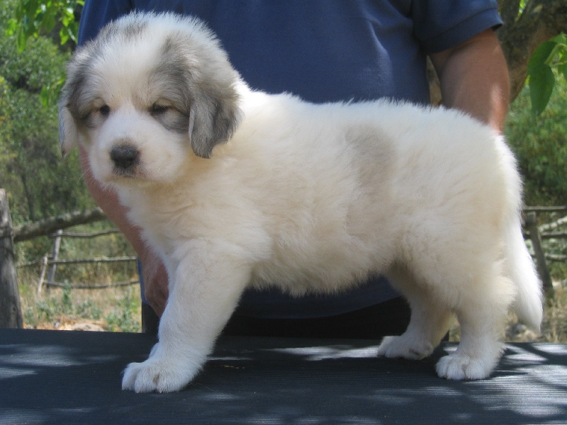 Publication : Can Cabot Auteur : Can Cabot