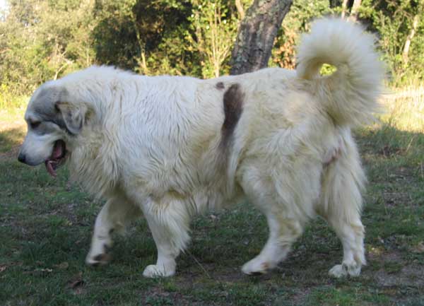 Publication : Can Cabot Auteur : Can Cabot